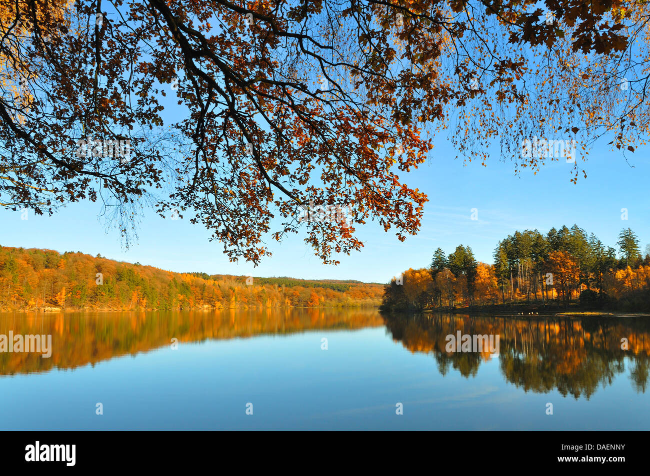 blue sky over a mixed forest in autumn colours at a lake shore, Germany Stock Photo