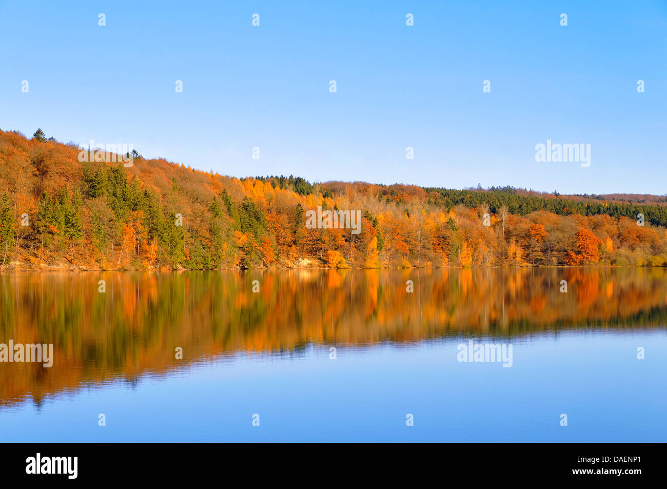 blue sky over a mixed forest in autumn colours at a lake shore, Germany Stock Photo