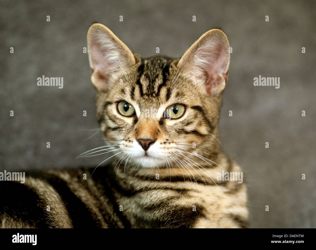 Mix of european cat and norwegian forest cat hi res stock