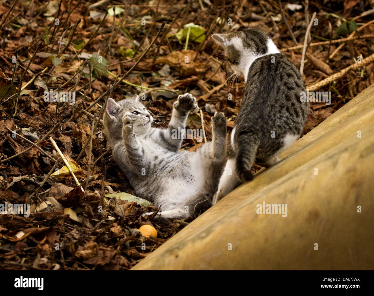 domestic cat, house cat (Felis silvestris f. catus), two cats fighting in the garden, one subordinating, Germany Stock Photo