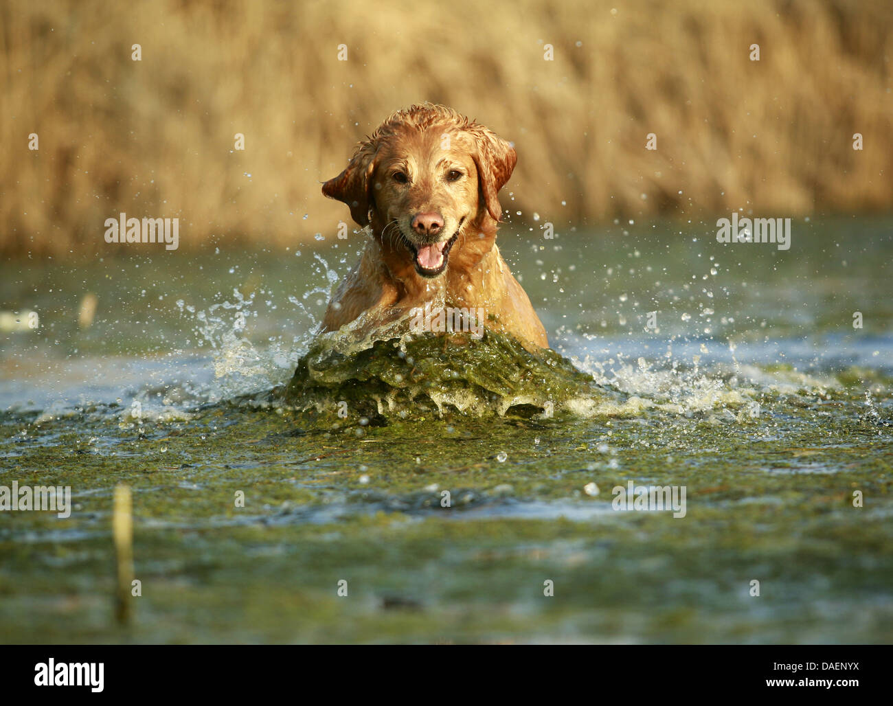 Golden Retriever (Canis lupus f. familiaris), jumping through the water, Germany Stock Photo