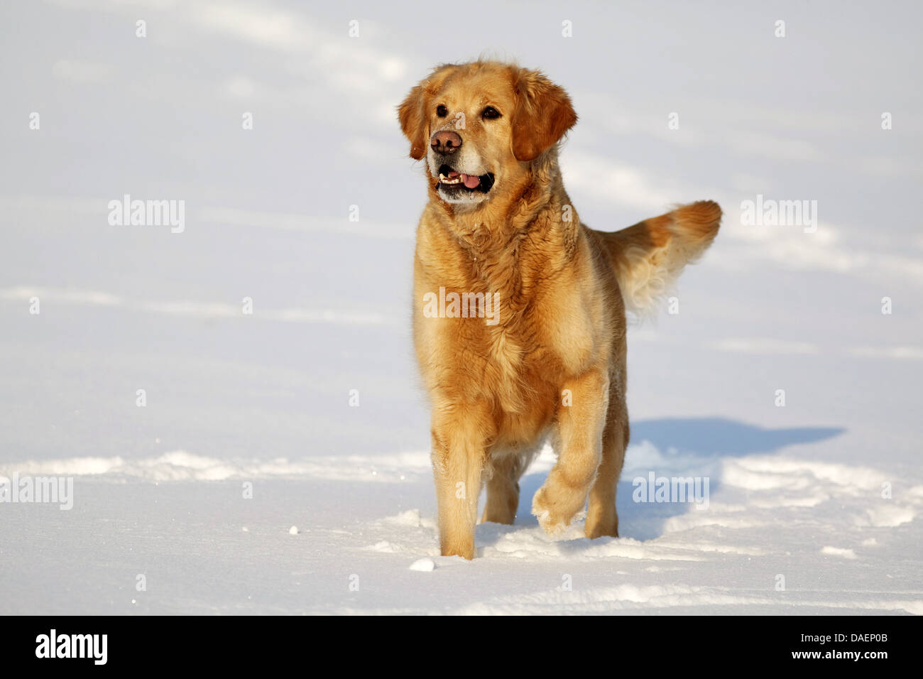 Golden Retriever (Canis lupus f. familiaris), standing in the snow with upraised paw, Germany Stock Photo