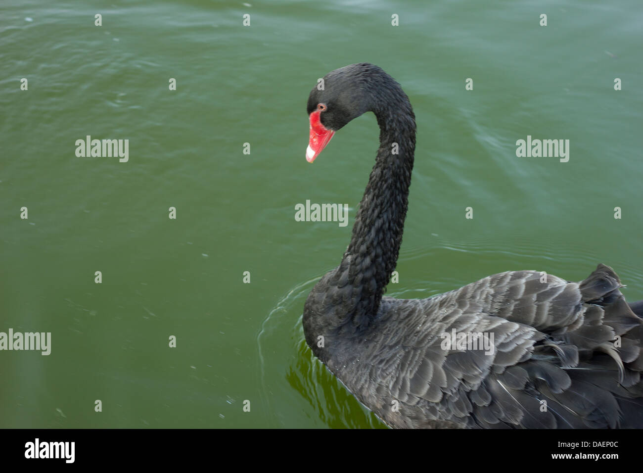swan swimming in dark waters Stock Photo - Alamy