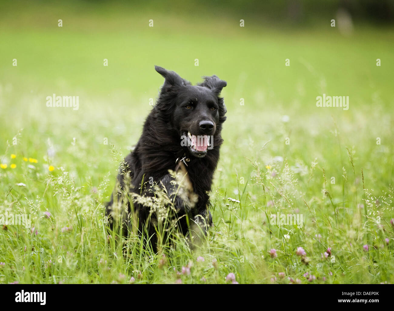 mixed breed dog (Canis lupus f. familiaris), dark-haired mixed breed dog running through high grass, Germany Stock Photo