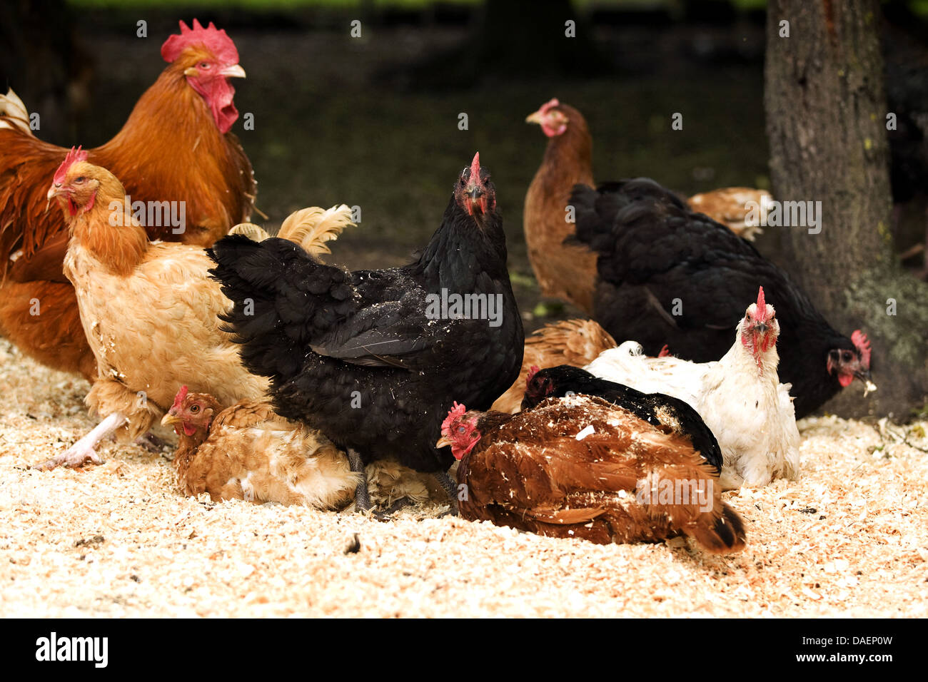 domestic fowl (Gallus gallus f. domestica), free-range hens at dust bath with fresh wood shavings, Germany Stock Photo