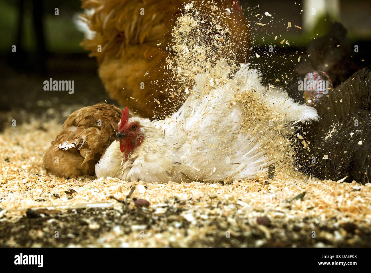 domestic fowl (Gallus gallus f. domestica), white hen at dust bath with fresh wood shavings, Germany Stock Photo