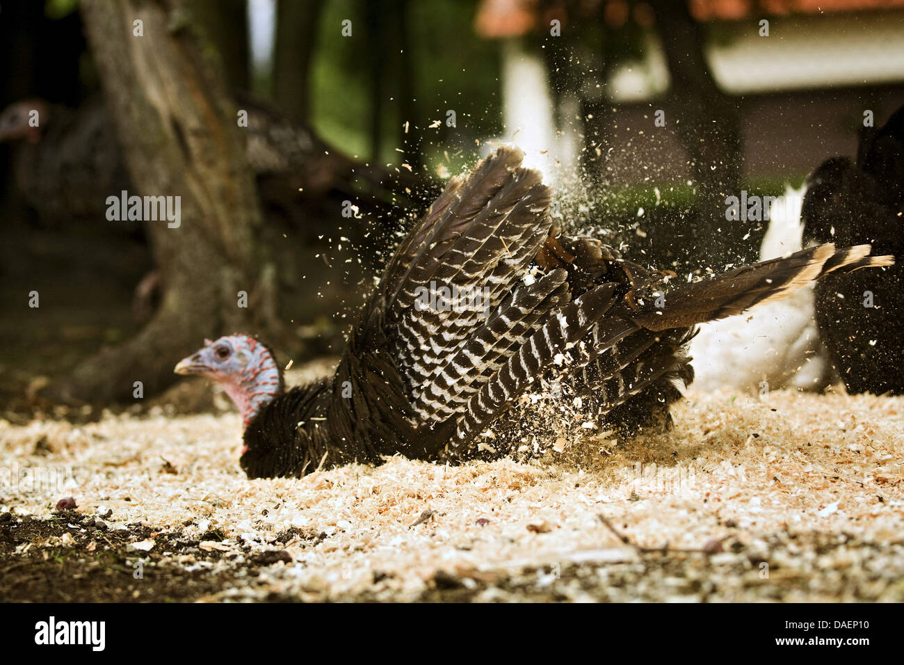 common turkey (Meleagris gallopavo), at dust bath with fresh wood shavings, Germany Stock Photo