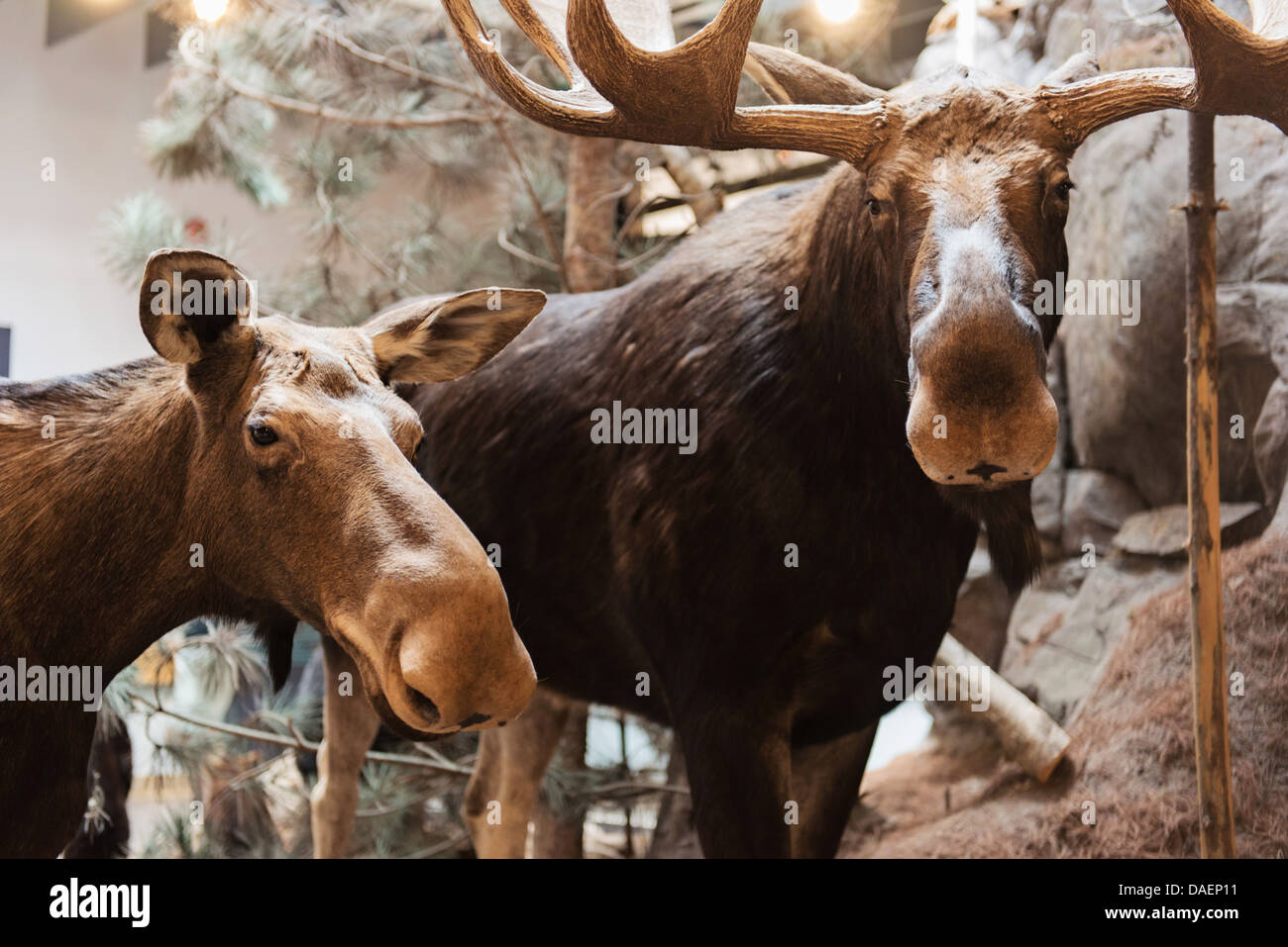 Algonquin Park Interpretation Center Stock Photo Alamy
