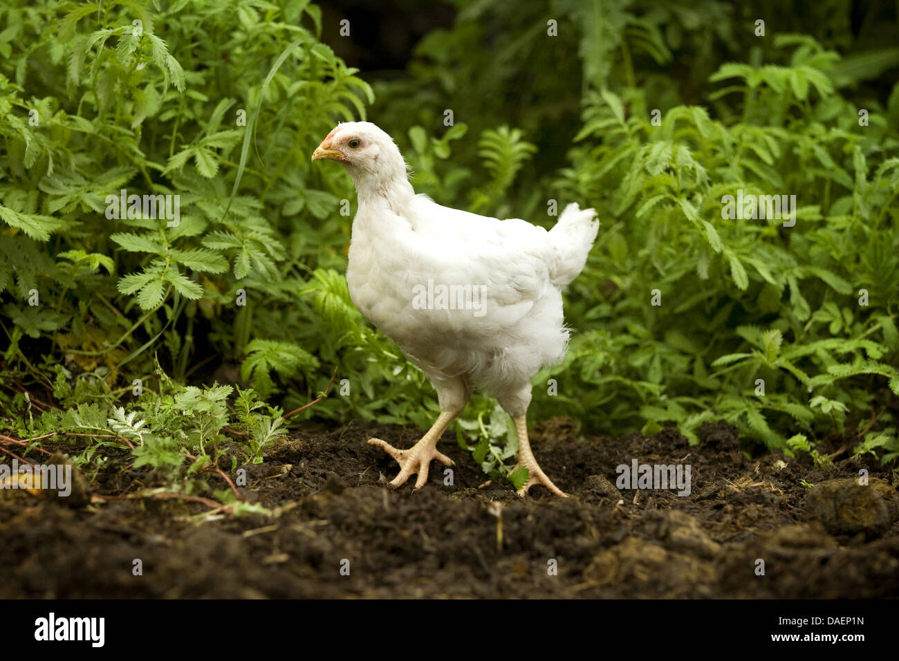 domestic fowl (Gallus gallus f. domestica), white chick in chicken run, Germany Stock Photo