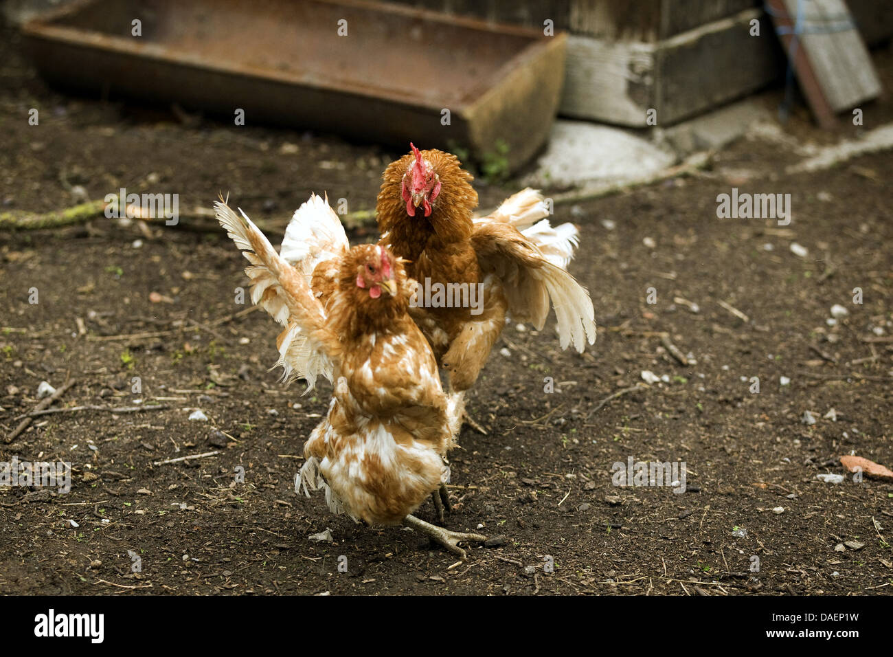 domestic fowl (Gallus gallus f. domestica), two brown chicken fighting, Germany Stock Photo