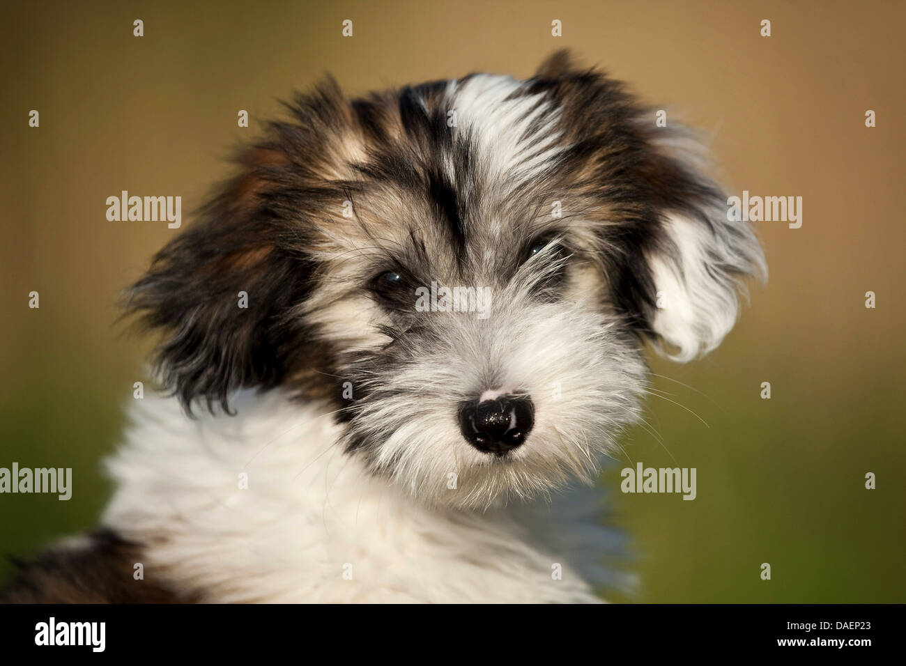 Tibetan Terrier (Canis lupus f. familiaris), portrait of a brown white spotted puppy , Germany Stock Photo