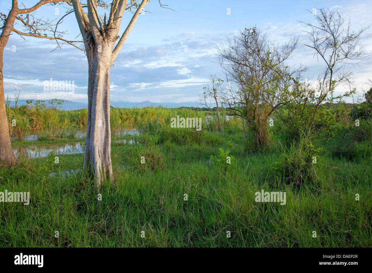 marshy meadows at Lake Ihema in the rainy season, Rwanda, Eastern Province , Akagera National Park Stock Photo