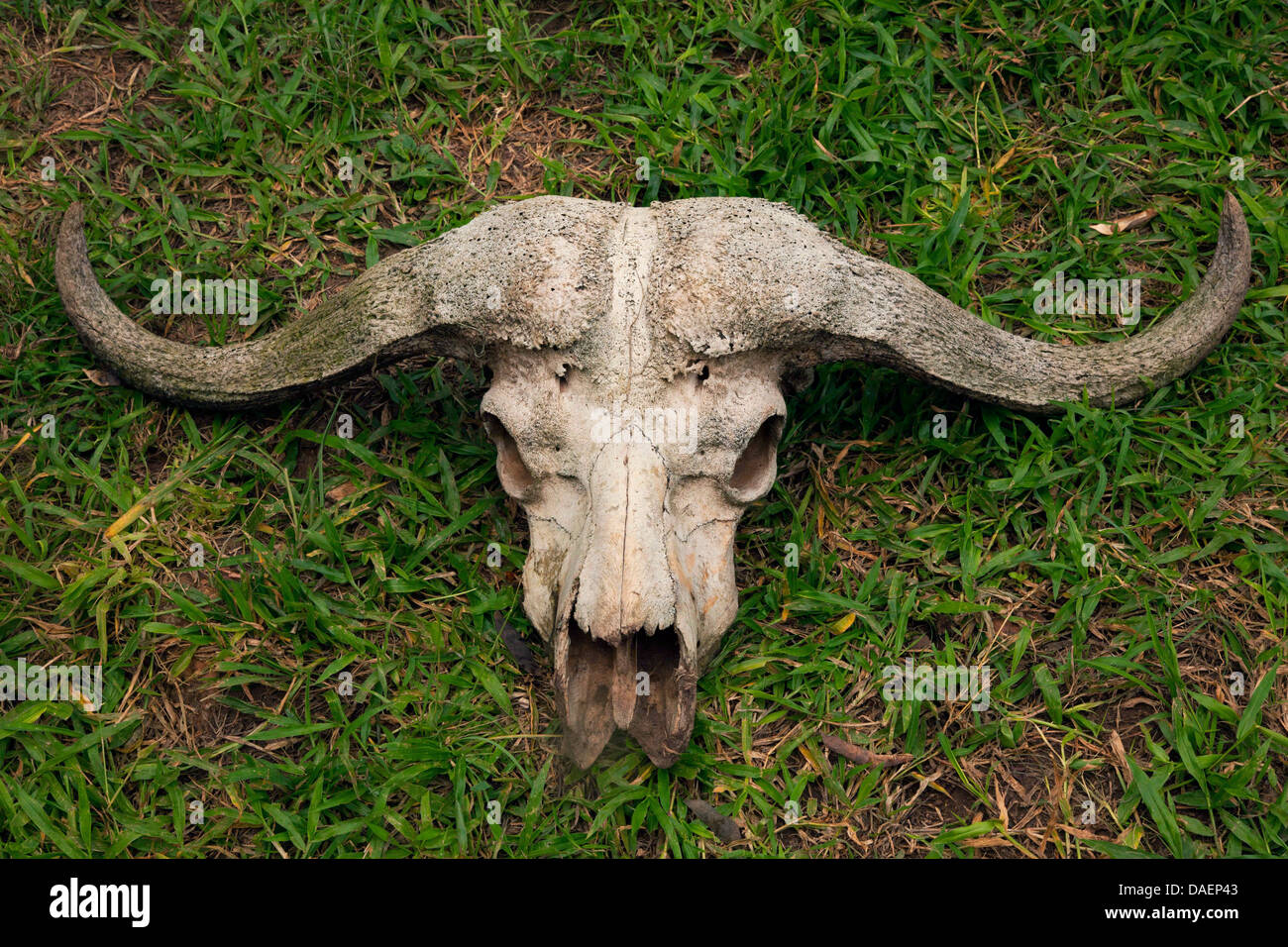 African buffalo (Syncerus caffer), skull of a buffalo lying in a meadow , Rwanda, Eastern Province, Akagera National Park Stock Photo