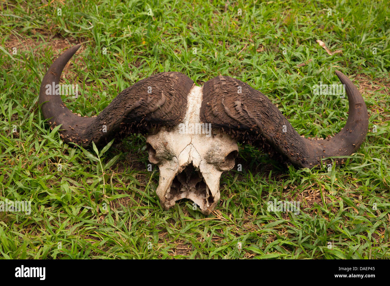 African buffalo (Syncerus caffer), skull of a buffalo lying in a meadow , Rwanda, Eastern Province, Akagera National Park Stock Photo