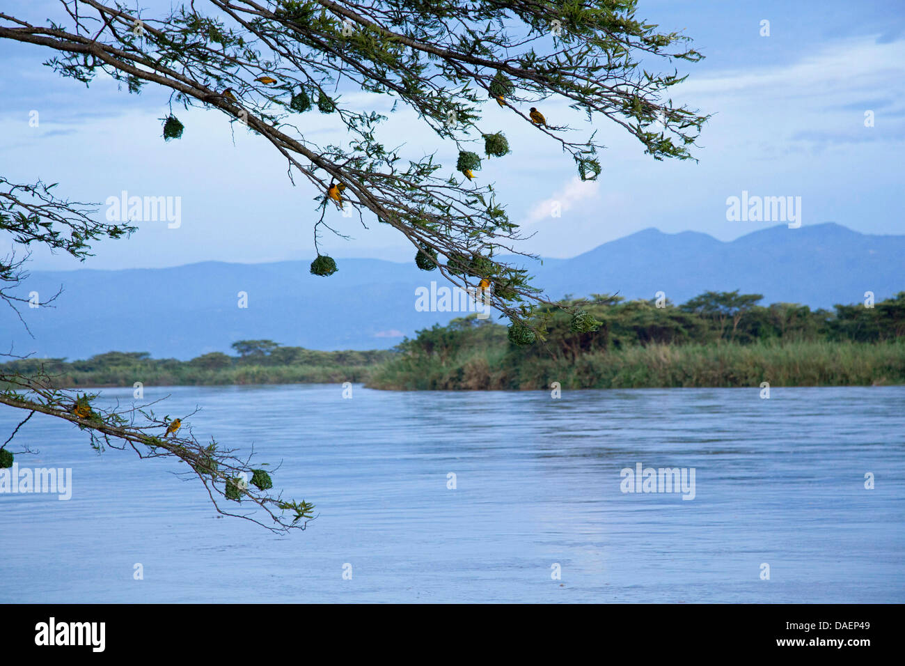 weavers with their nests at a tree at the edge of the Lake Tanganyika with view to the Congo, Burundi, Bujumbura Stock Photo