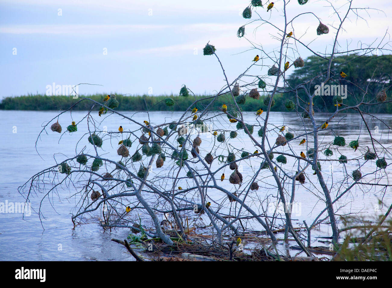 weavers with their nests at a tree at the edge of the Lake Tanganyika, Burundi, Bujumbura Stock Photo