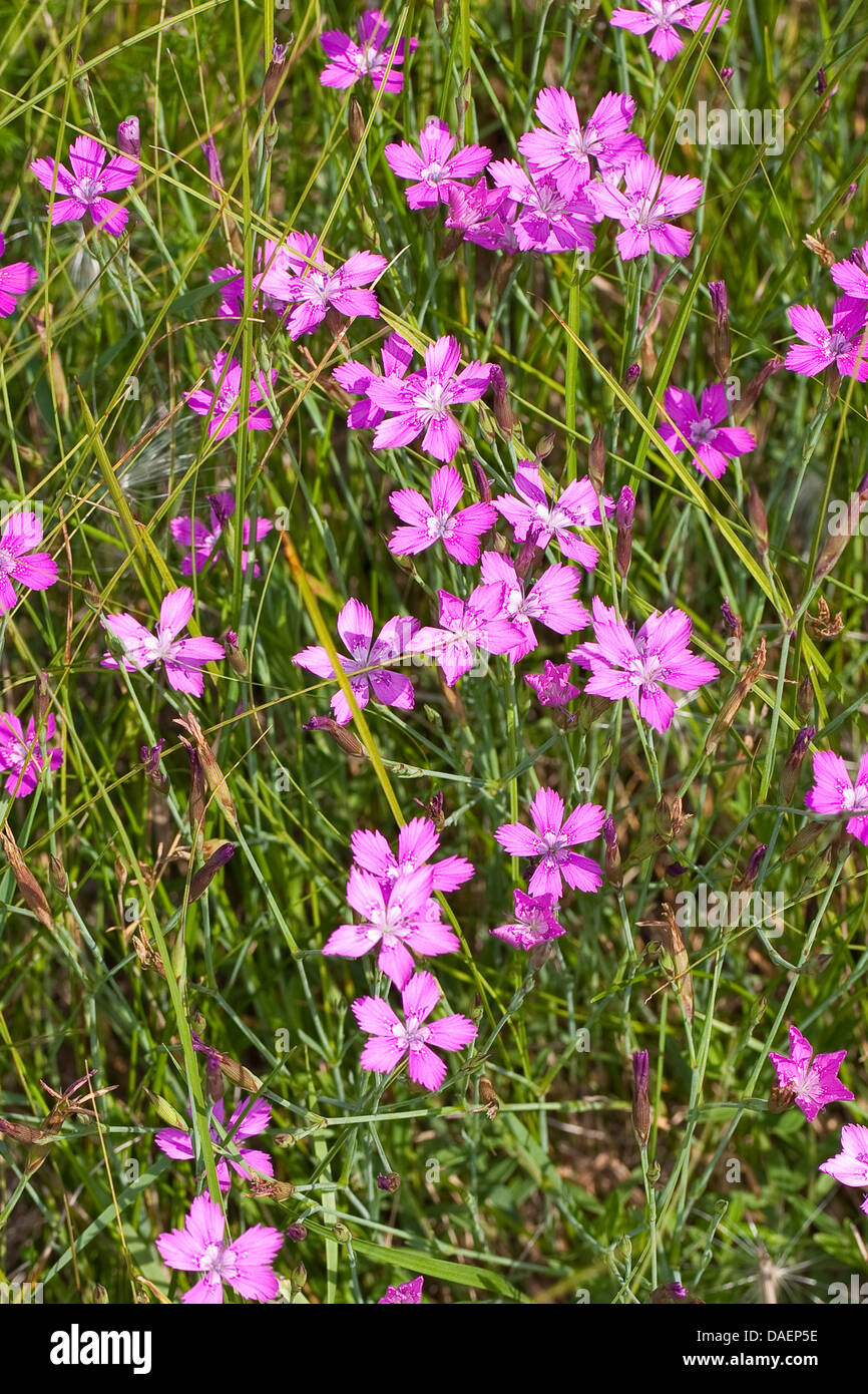 maiden pink (Dianthus deltoides), blooming, Germany Stock Photo