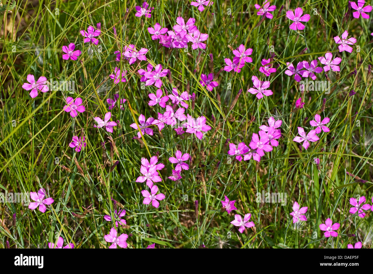 maiden pink (Dianthus deltoides), blooming, Germany Stock Photo