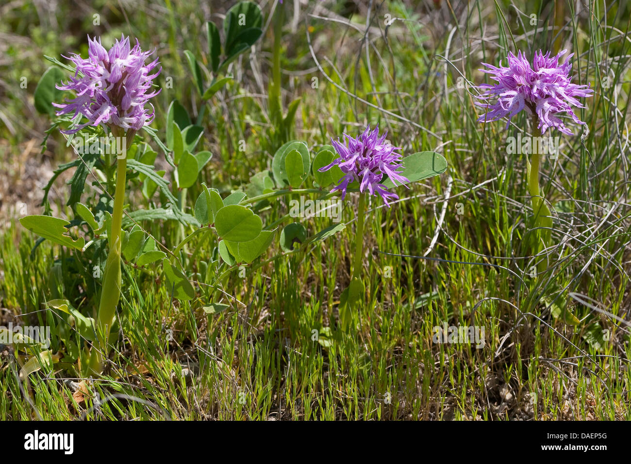 Italian orchid (Orchis italica), blooming, Italy, Sicilia Stock Photo