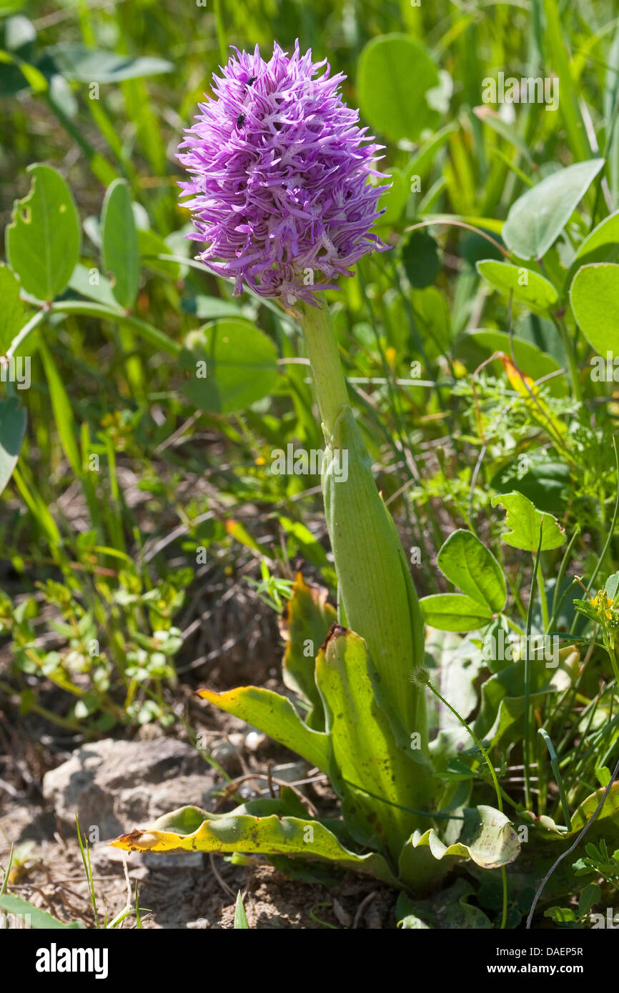 Italian orchid (Orchis italica), blooming, Italy, Sicilia Stock Photo