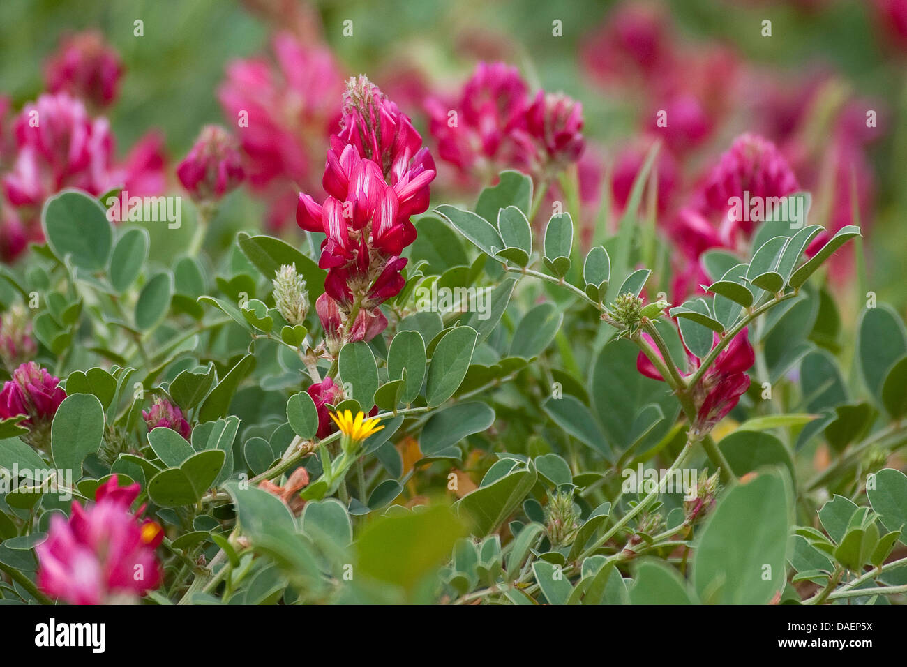 French honeysuckle (Hedysarum coronarium), blooming Stock Photo