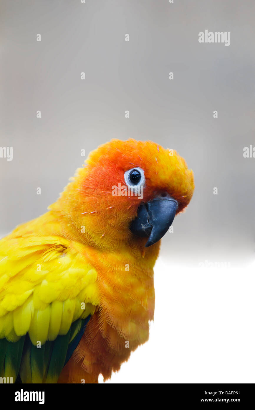 beautiful parrot in all colors of the rainbow Stock Photo - Alamy