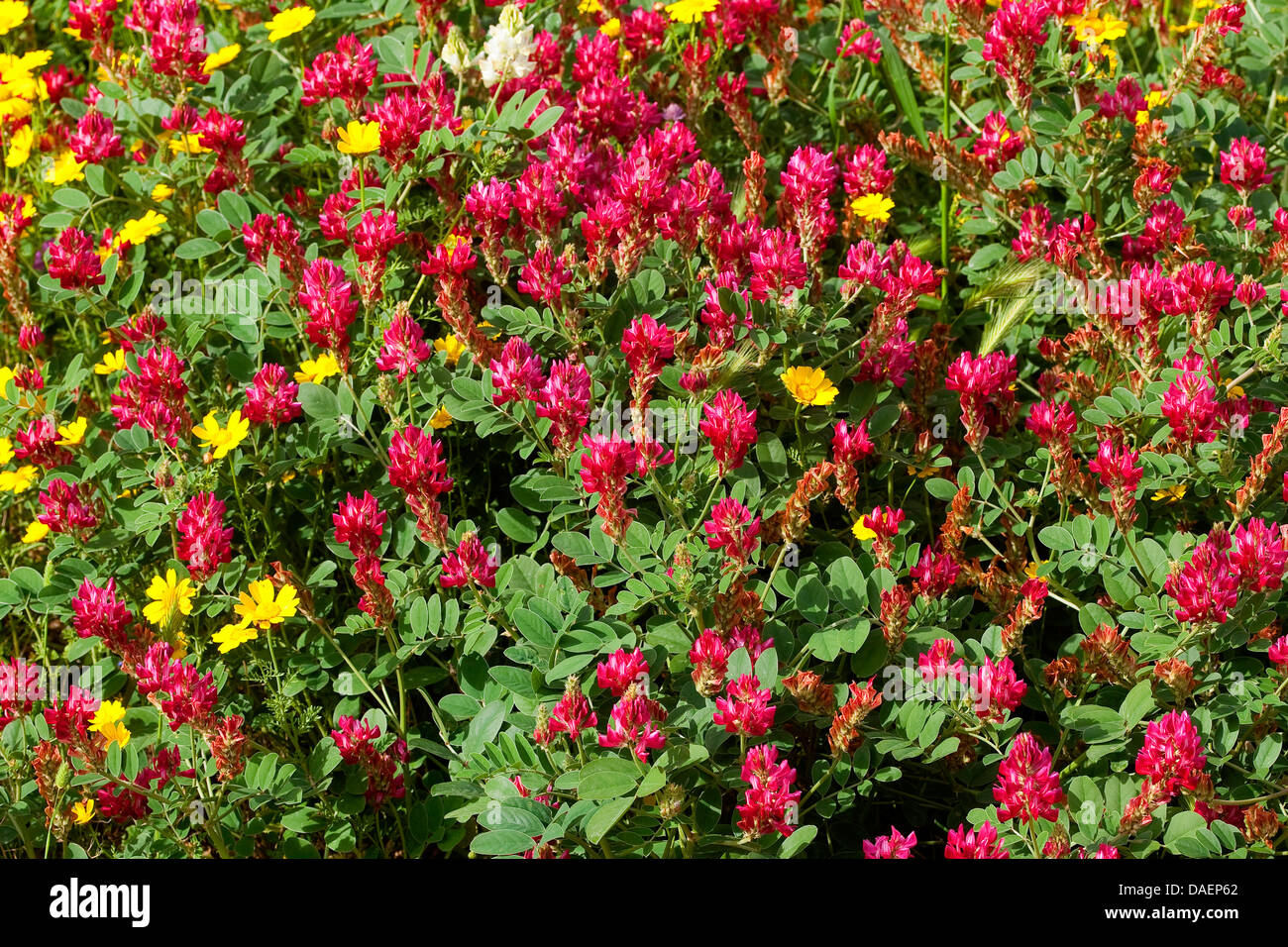 French honeysuckle (Hedysarum coronarium), blooming Stock Photo