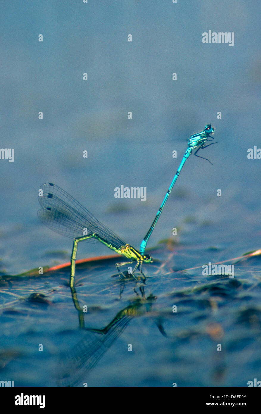 Common blue damselfly, Common bluet damselfly (cyathigera, Enallagma cyathigerum), male willing to mate holding a female behind the head, Germany Stock Photo