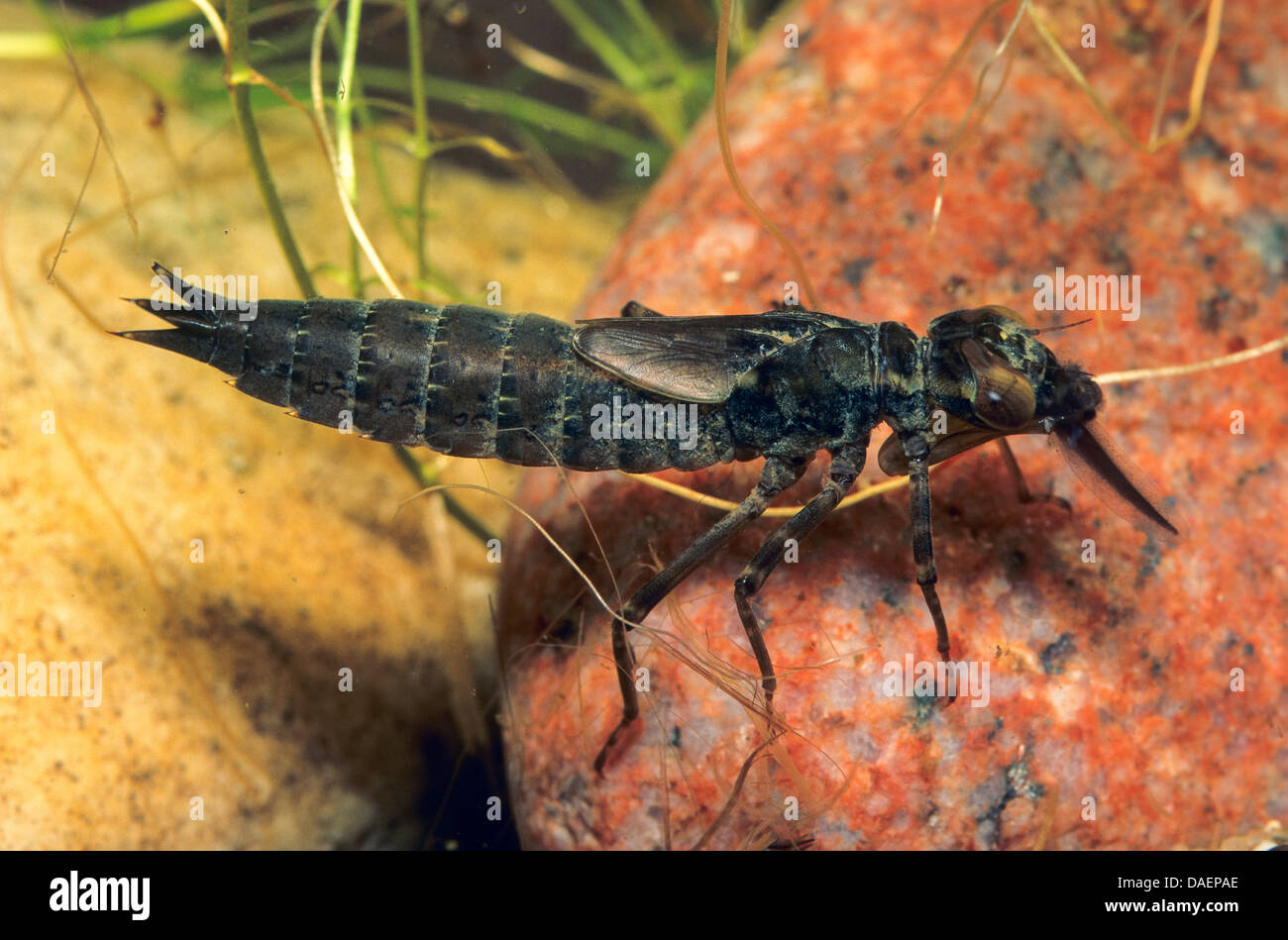 blue-green darner, southern aeshna, southern hawker (Aeshna cyanea), larva in water with caught tadpole, Germany Stock Photo