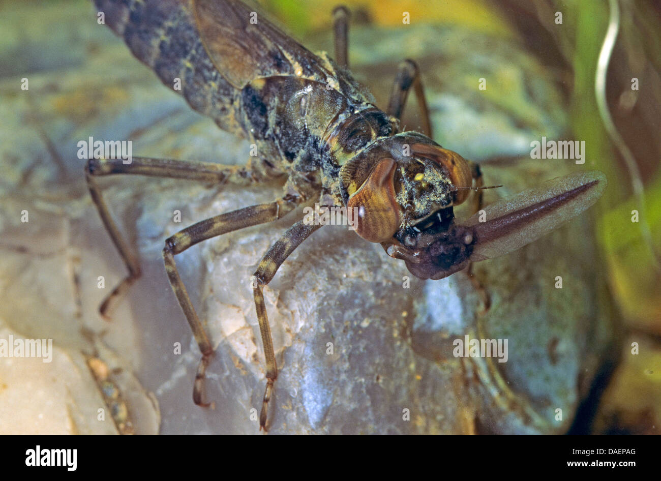 blue-green darner, southern aeshna, southern hawker (Aeshna cyanea), larva in water with caught tadpole, Germany Stock Photo