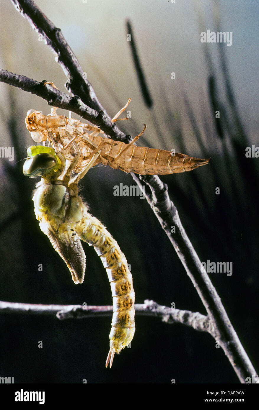 blue-green darner, southern aeshna, southern hawker (Aeshna cyanea), just hatched from the exuvia, Germany Stock Photo