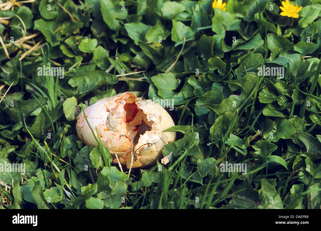 carrion crow (Corvus corone), duck's egg robbed and eaten out by a crow, Germany Stock Photo