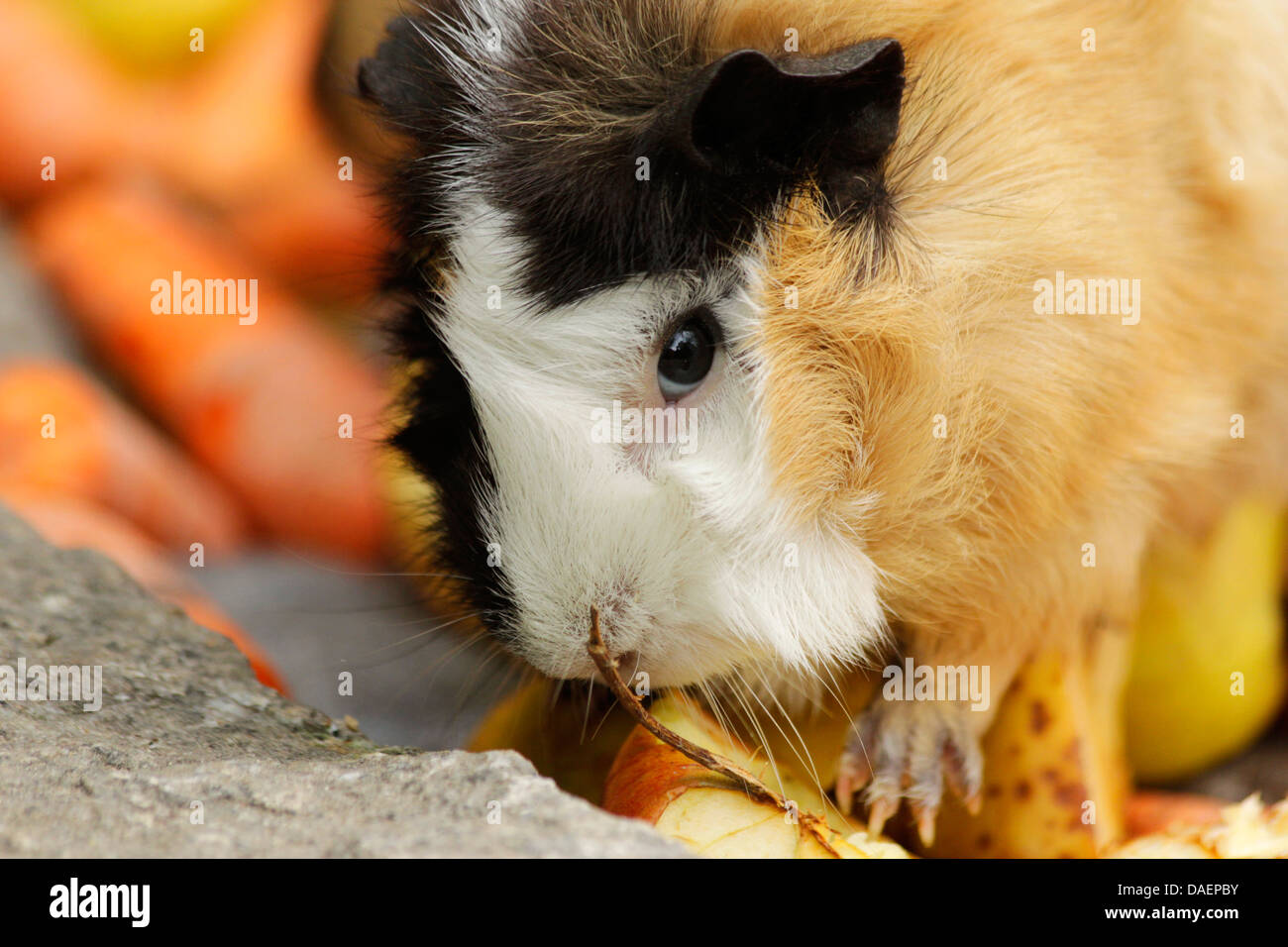domestic Guinea pig (Cavia aperea f. porcellus), in an outdoor enclosure feeding on an apple Stock Photo