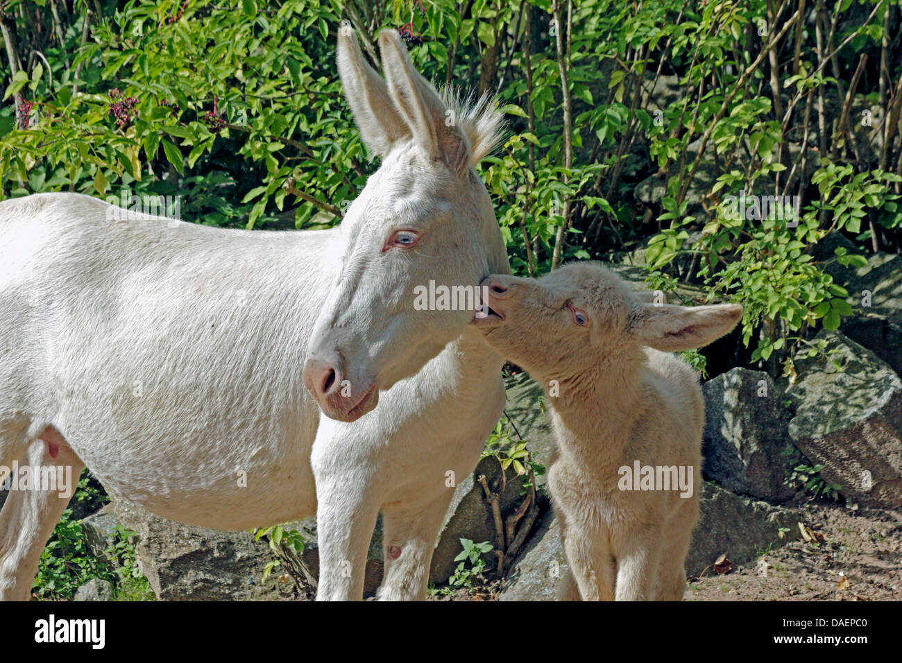 European White donkey, Europaeischer Weisser Esel (Equus asinus f. asinus), foal biting his mother in the neck Stock Photo
