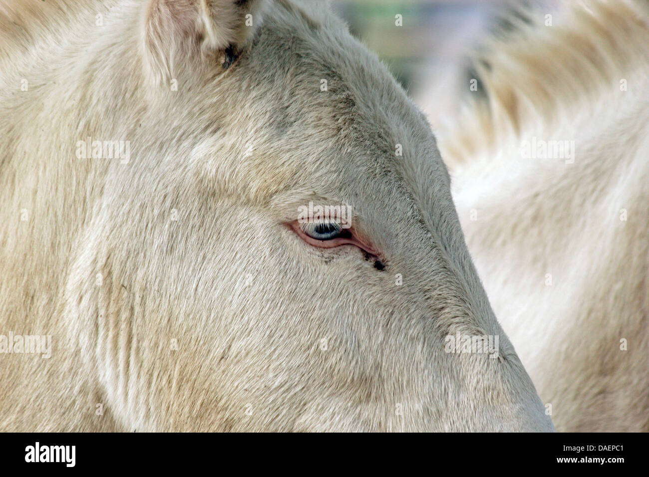 European White donkey, Europaeischer Weisser Esel (Equus asinus f. asinus), eye Stock Photo