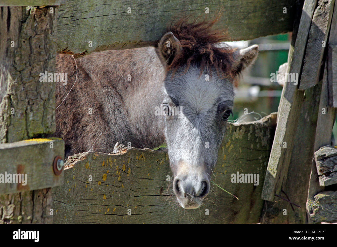 Shetland pony (Equus przewalskii f. caballus), foal at a fence of a paddock Stock Photo