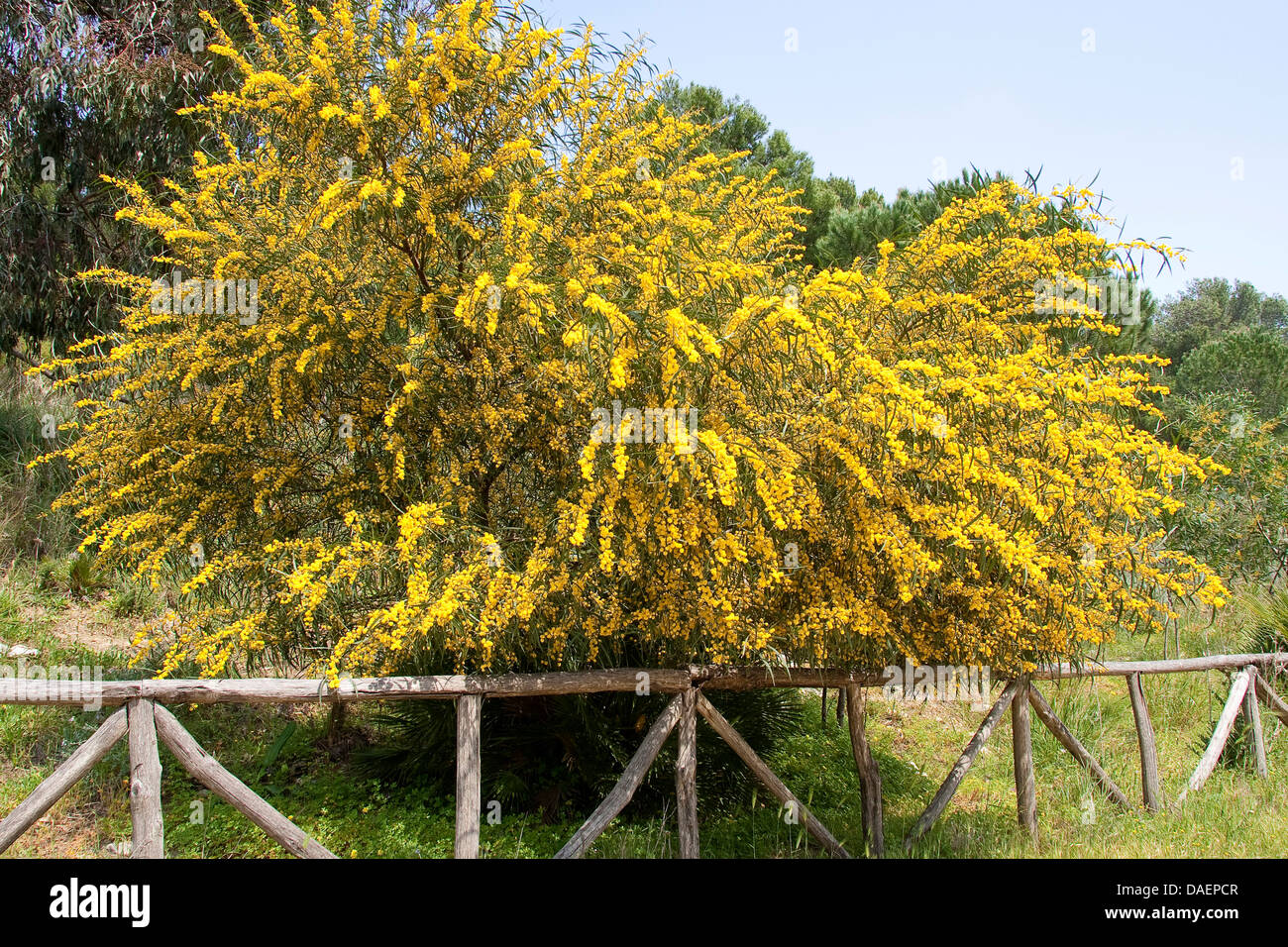 Coojong, Golden wreath wattle, Orange wattle, Blue-leafed wattle, Western Australian golden wattle, Port Jackson willow (Acacia saligna), blooming Stock Photo
