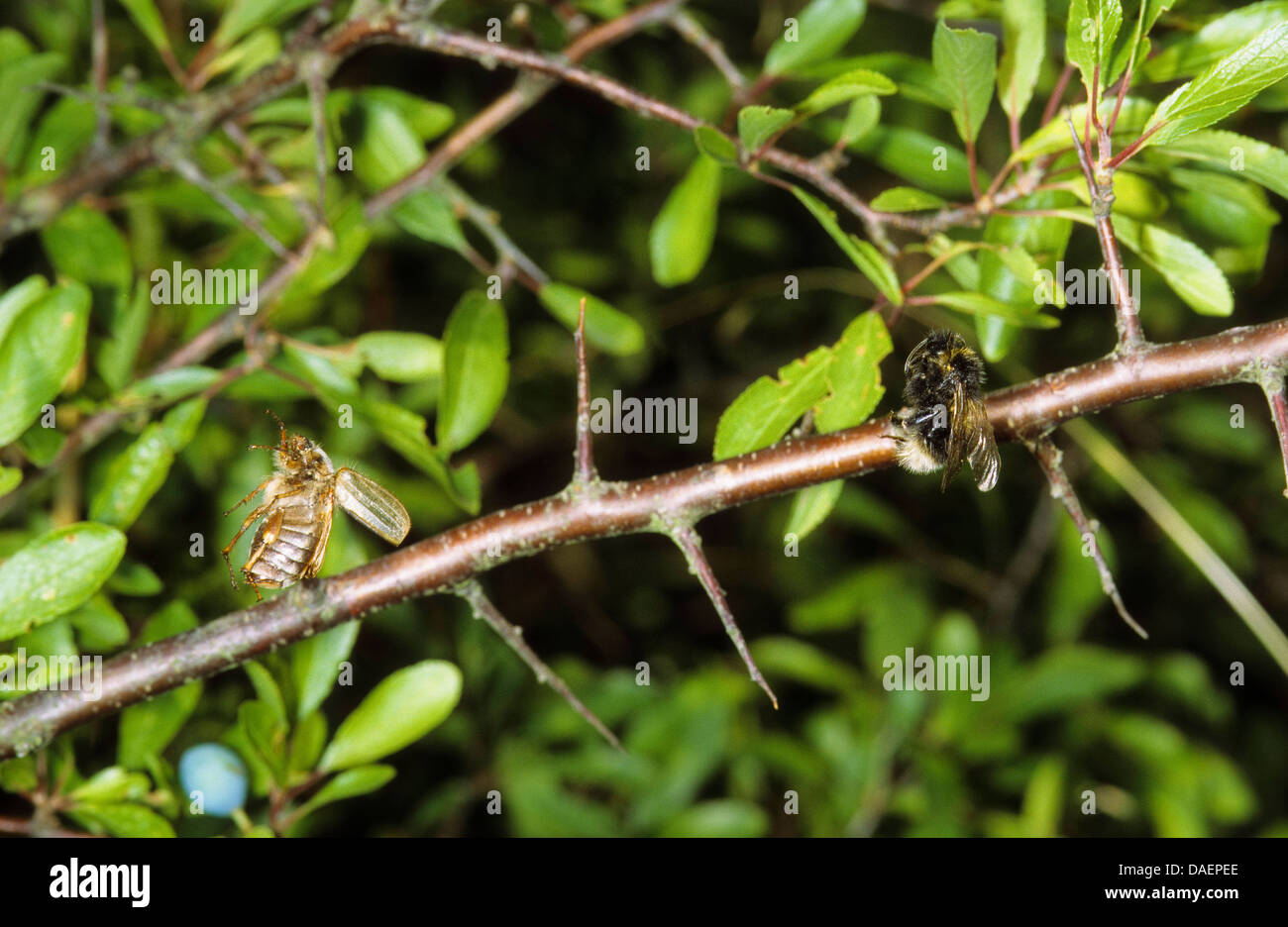 red-backed shrike (Lanius collurio), beetle and humble bee spiked on a spine, Germany Stock Photo