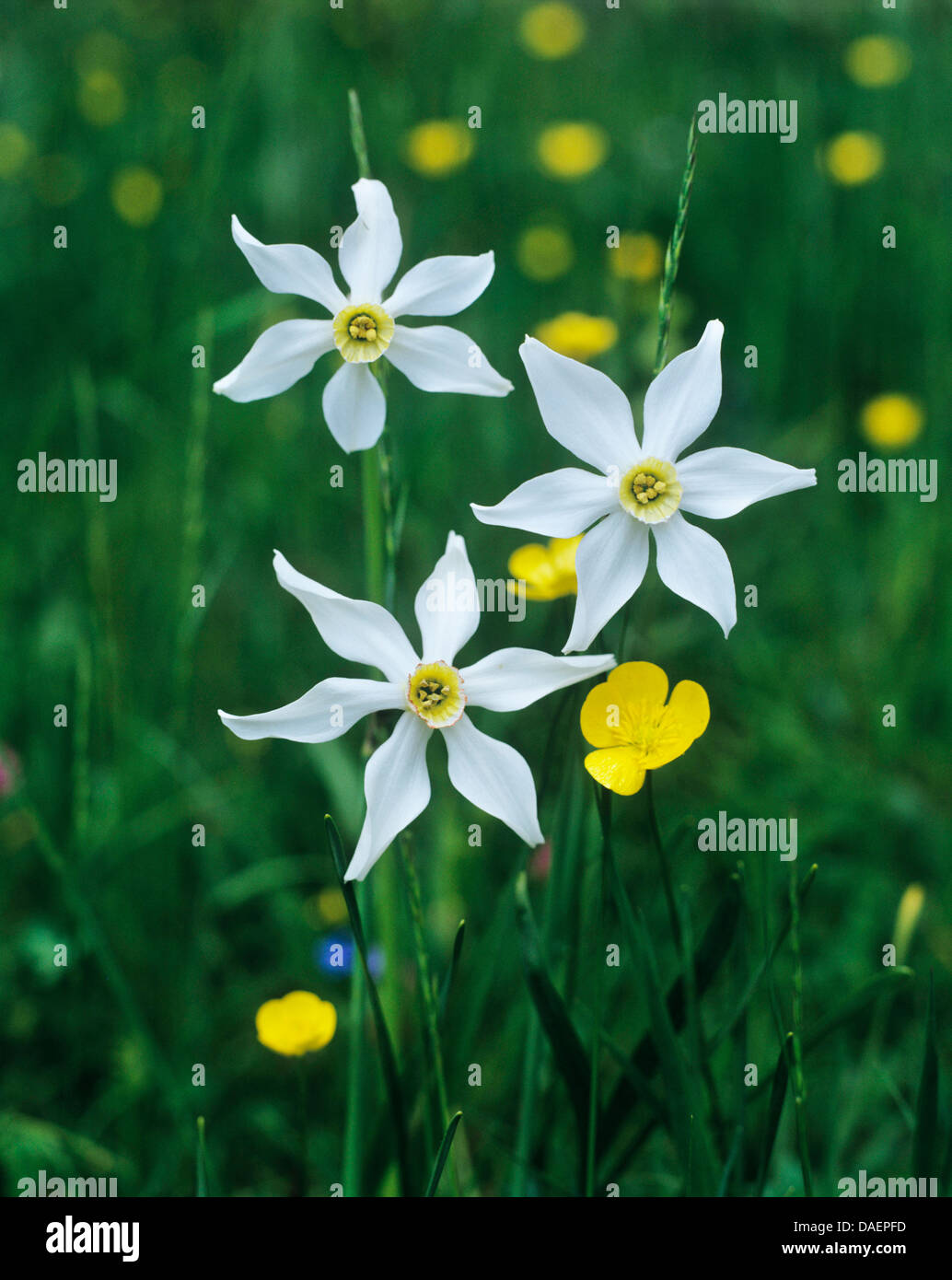 pheasant's-eye daffodil, pheasant's-eye narcissus, poet's narcissus (Narcissus radiiflorus, Narcissus poeticus ssp. radiiflorus), blooming in a meadow with buttercups Stock Photo