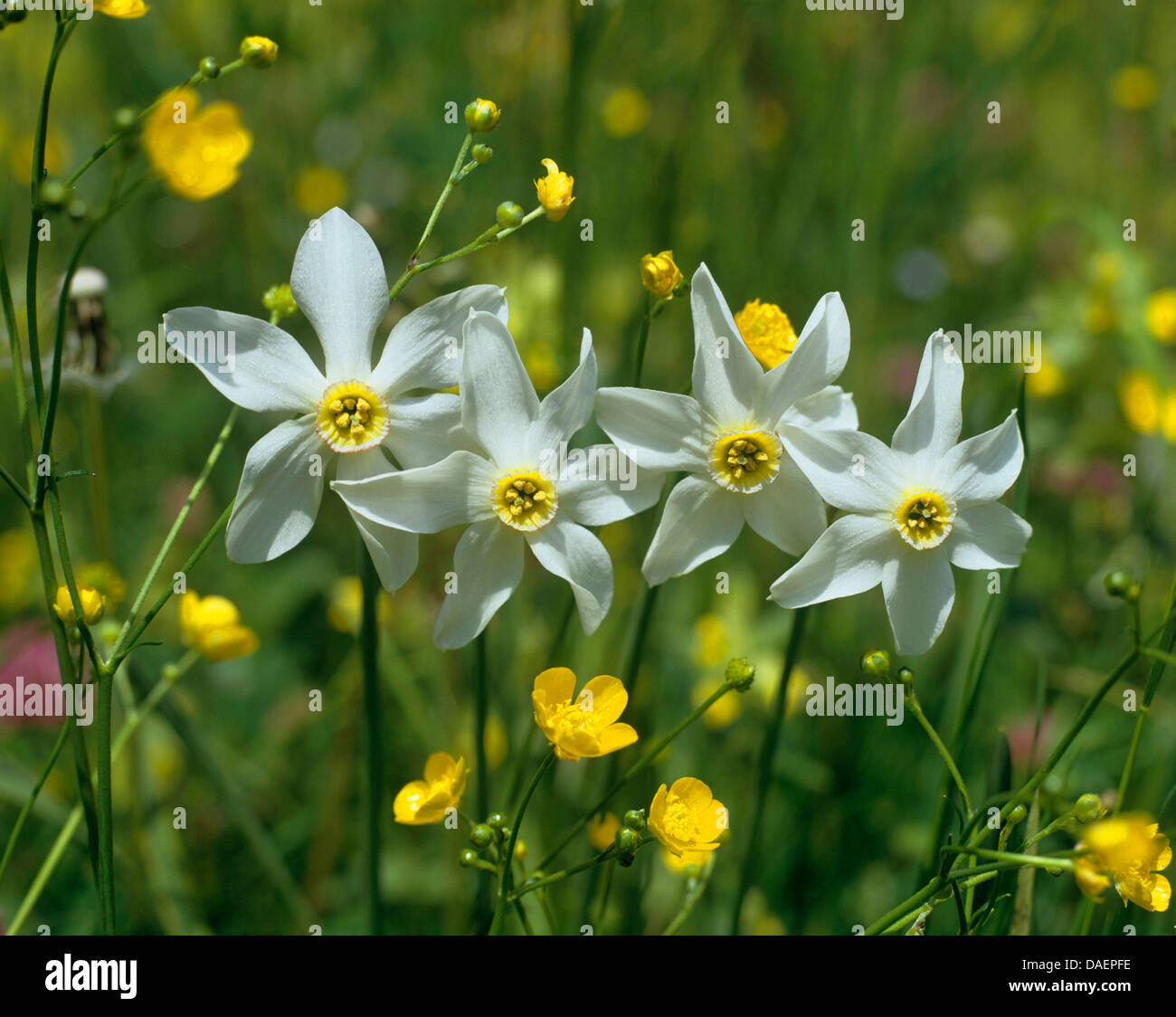 pheasant's-eye daffodil, pheasant's-eye narcissus, poet's narcissus (Narcissus radiiflorus, Narcissus poeticus ssp. radiiflorus), blooming in a meadow with buttercup, Austria Stock Photo