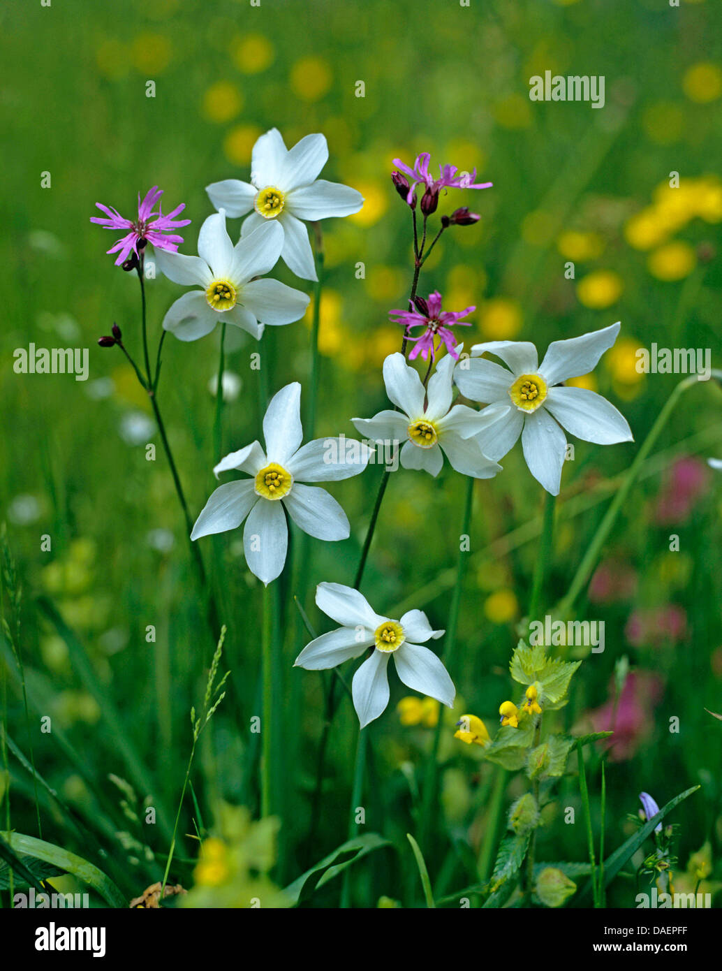 pheasant's-eye daffodil, pheasant's-eye narcissus, poet's narcissus (Narcissus radiiflorus, Narcissus poeticus ssp. radiiflorus), blooming in a meadow with buttercup, Austria Stock Photo