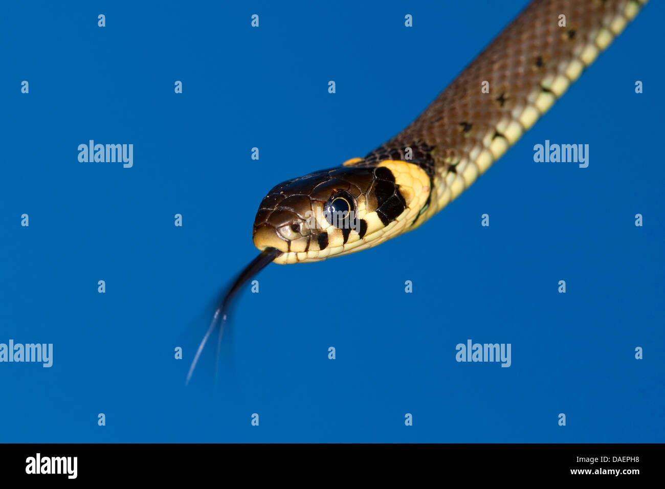 grass snake (Natrix natrix), flicking, Germany Stock Photo