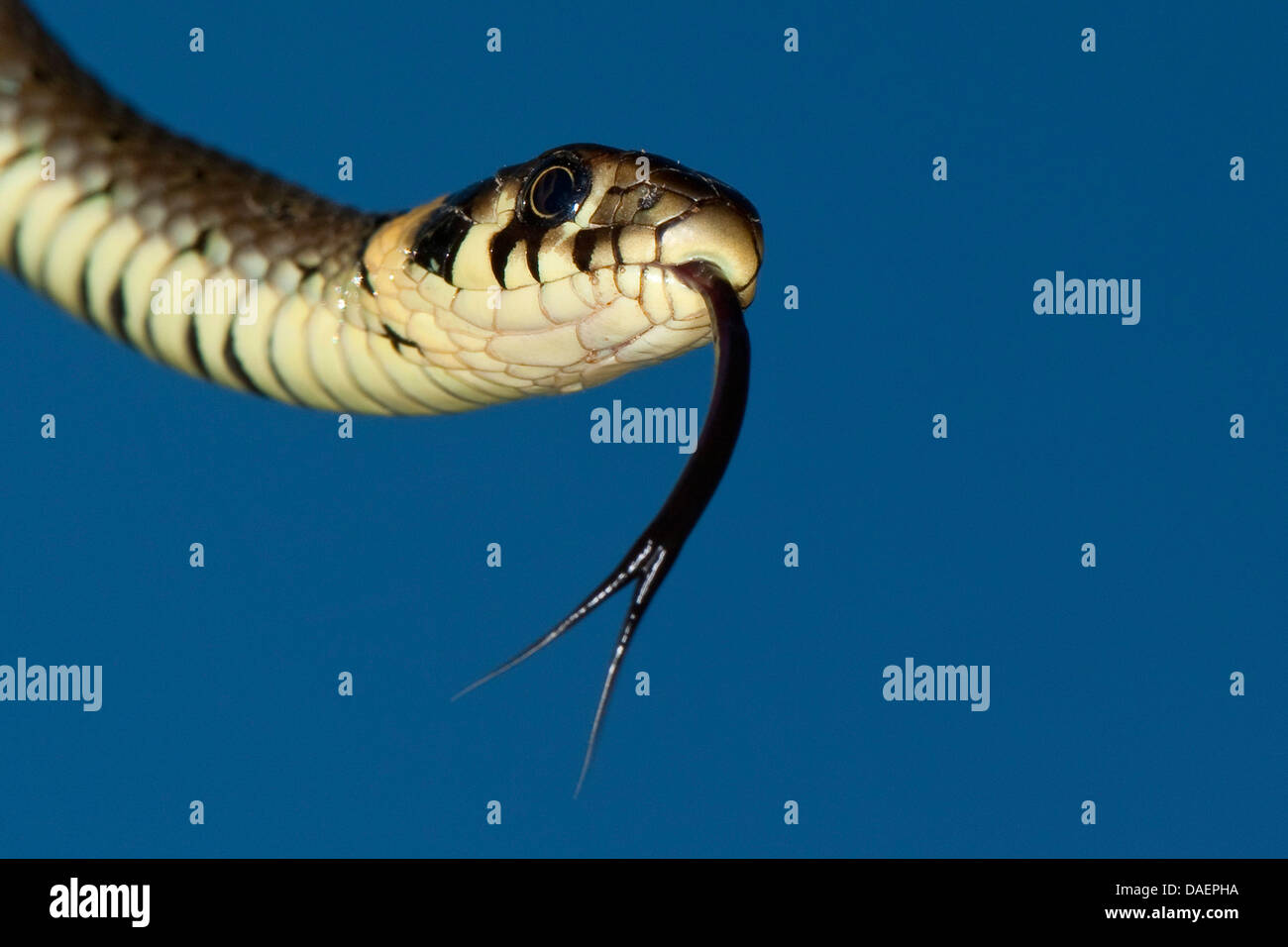 grass snake (Natrix natrix), flicking, Germany Stock Photo