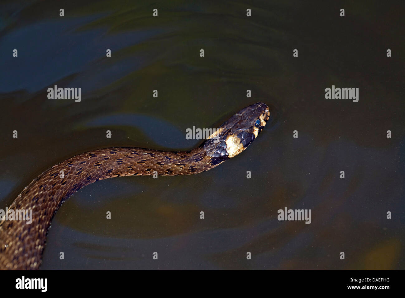 grass snake (Natrix natrix), swimming, Germany Stock Photo