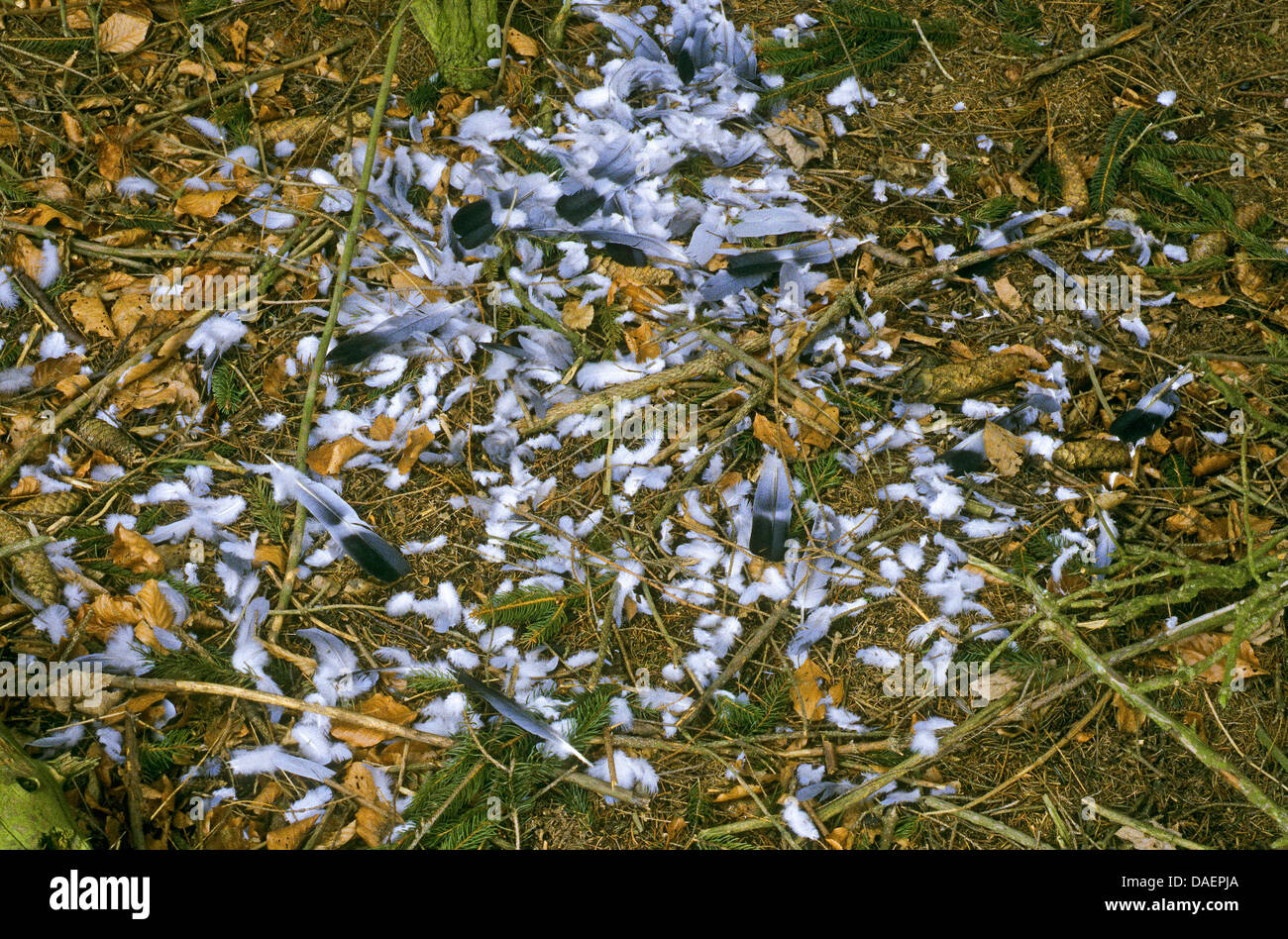 Sparrowhawk or Goshawk has captured a wood pigeon, plucked and eaten, Germany Stock Photo
