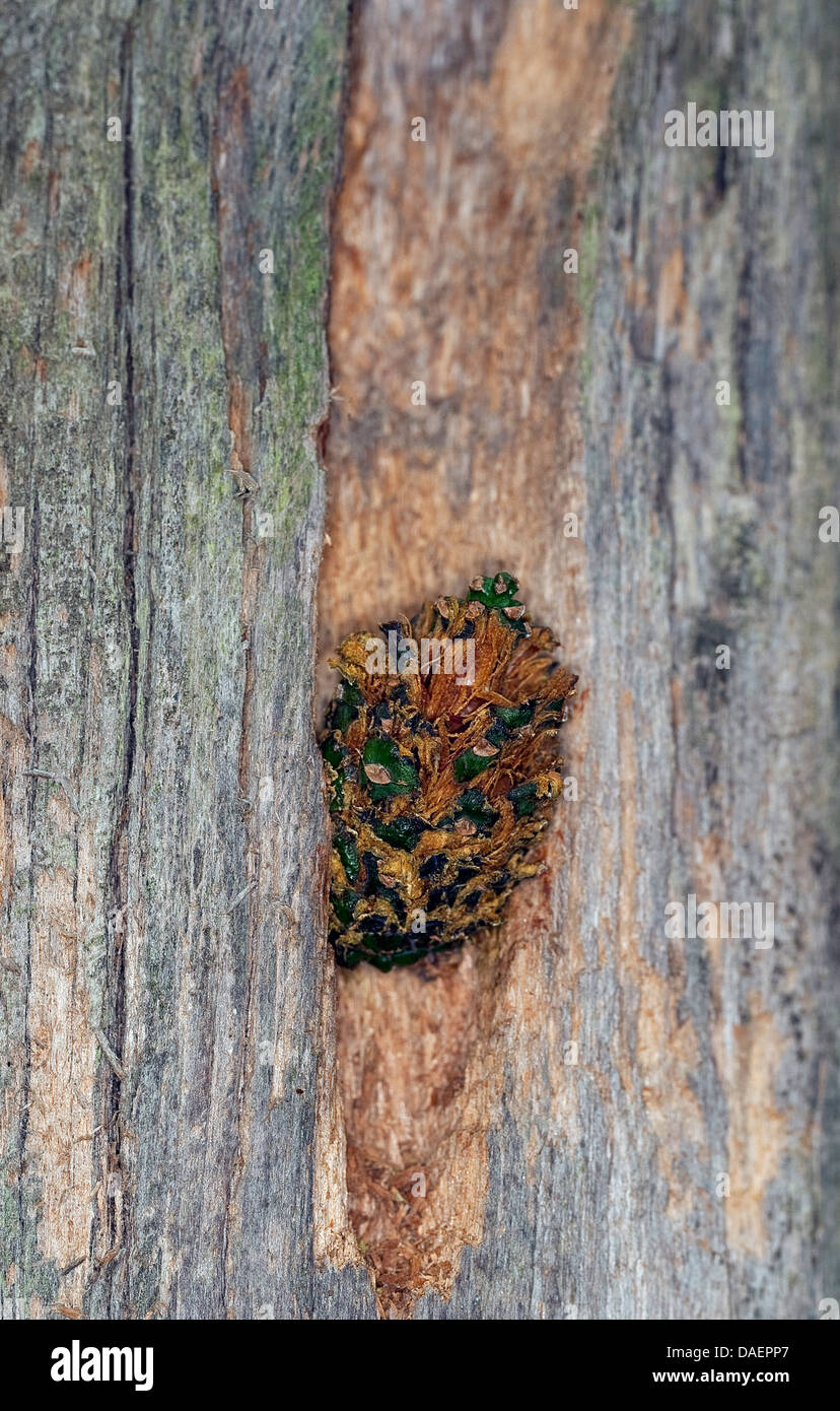 seed-cracking sites of a woodpecker at a tree trunk, Germany Stock Photo