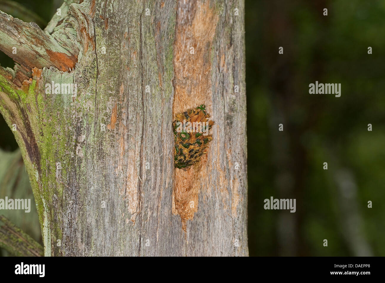 seed-cracking sites of a woodpecker at a tree trunk, Germany Stock Photo