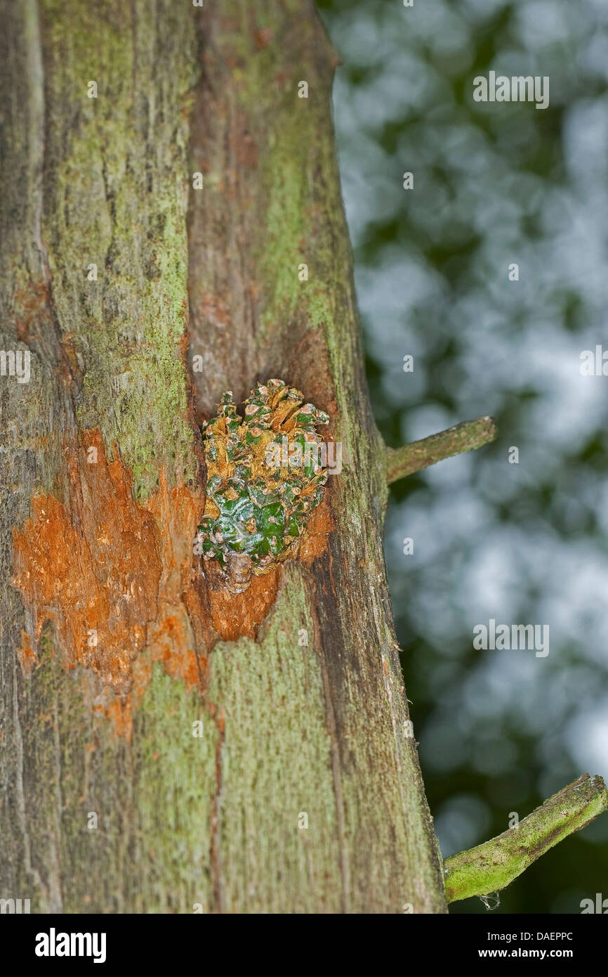 seed-cracking sites of a woodpecker at a tree trunk, Germany Stock Photo