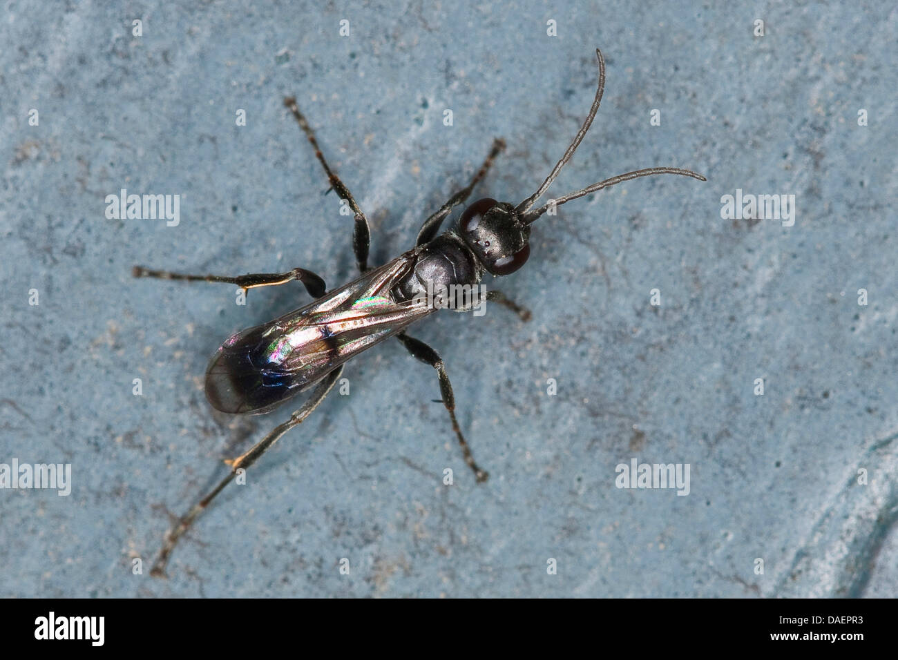 spider wasps (Dipogon spec., Pompilus spec), on the grpund Stock Photo