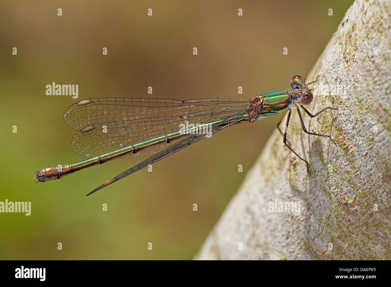 willow mererald damselfly (Lestes viridis, Chalcolestes viridis), female, Germany Stock Photo